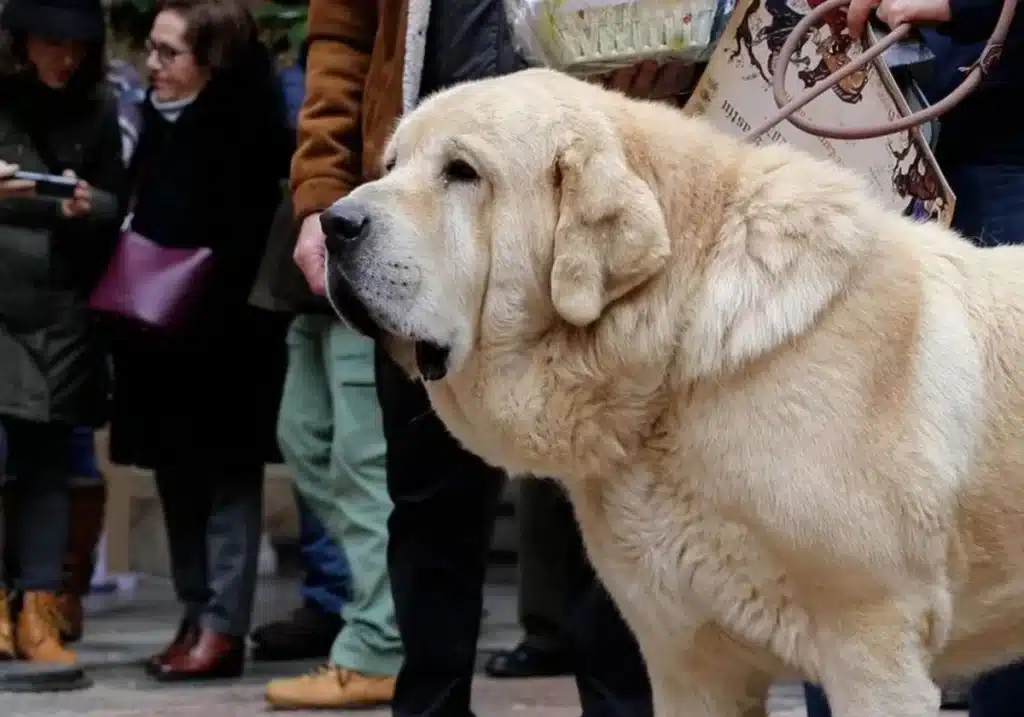 Mastín leonés carácter historia y fiestas tradicionales en León